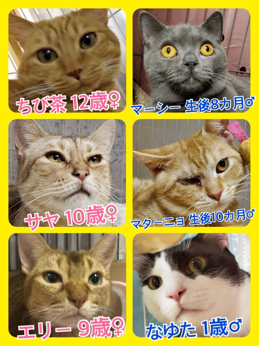 🐾今日の里親様募集中ニャンコ🐱メンバーです🐾2020,1,9